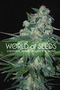 Ketama de World of Seeds Pure Origin, son semillas de marihuana feminizadas originales de diferentes paises que puedes comprar en nuestro Grow Shop online.