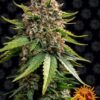 White Widow XXL Auto de Barney's Farm, son semillas de cannabis autoflorecientes que puedes comprar en nuestro grow shop online.
