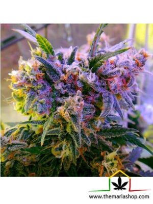 Aurora Indica semillas de marihuana feminizadas de Nirvana Seeds que puedes comprar en nuestro grow shop online.