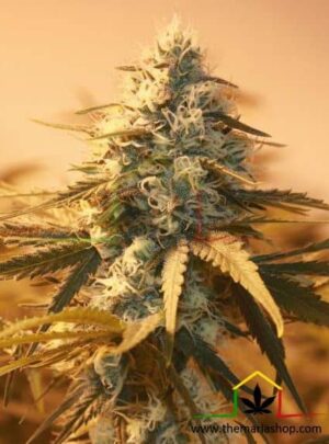 AK - 48 son semillas de marihuana regulares de Nirvana Seeds que puedes comprar en tu grow shop online themariashop.com
