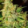 Bubblelicious son semillas de marihuana regulares de Nirvana Seeds que puedes comprar en tu grow shop online themariashop.com