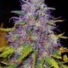 Jock Horror son semillas de marihuana regulares de Nirvana Seeds que puedes comprar en tu grow shop online themariashop.com