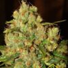 Master Kush son semillas de marihuana regulares de Nirvana Seeds que puedes comprar en tu grow shop online themariashop.com