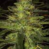 Northern Light son semillas de marihuana regulares de Nirvana Seeds que puedes comprar en tu grow shop online themariashop.com