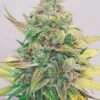 Strawberry Cake CBD de medical seeds son semillas de marihuana que puedes comprar en nuestro grow shop online al mejor precio.