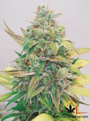 Strawberry Cake CBD de medical seeds son semillas de marihuana que puedes comprar en nuestro grow shop online al mejor precio.