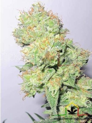 Y Griega CBD de medical seeds son semillas de marihuana que puedes comprar en nuestro grow shop online al mejor precio.