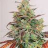 Y Griega CBD 2.0 de medical seeds son semillas de marihuana que puedes comprar en nuestro grow shop online al mejor precio.