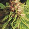Red Cross CBD de medical seeds son semillas de marihuana que puedes comprar en nuestro grow shop online al mejor precio.