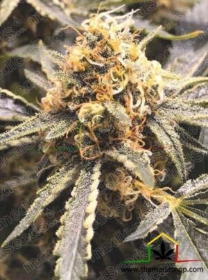 Recovery CBD de medical seeds son semillas de marihuana que puedes comprar en nuestro grow shop online al mejor precio.