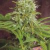Elixir Vitae CBD de medical seeds son semillas de marihuana que puedes comprar en nuestro grow shop online al mejor precio.