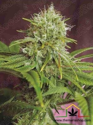 Elixir Vitae CBD de medical seeds son semillas de marihuana que puedes comprar en nuestro grow shop online al mejor precio.
