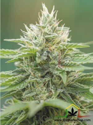 Eboshi CBG de medical seeds son semillas de marihuana que puedes comprar en nuestro grow shop online al mejor precio.