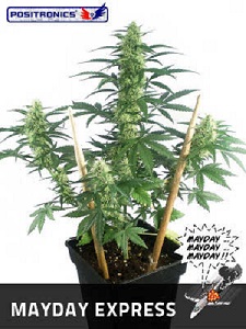 Mayday Express de Positronics Seeds, son semillas de marihuana autoflorecientes feminizadas que puedes comprar en nuestro Grow Shop online.