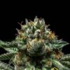 Chempie de Ripper Seeds, son semillas de marihuana feminizadas que puedes comprar en nuestro grow shop themariashop.