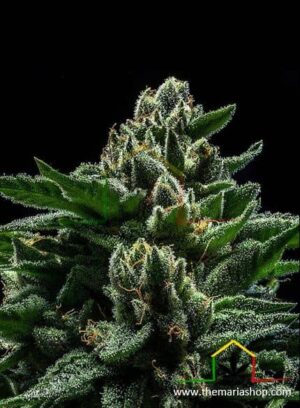 DO-G de Ripper Seeds, son semillas de marihuana feminizadas que puedes comprar en nuestro grow shop