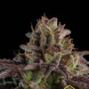 K-Mintz de Ripper Seeds, son semillas de marihuana feminizadas que puedes comprar en nuestro grow shop