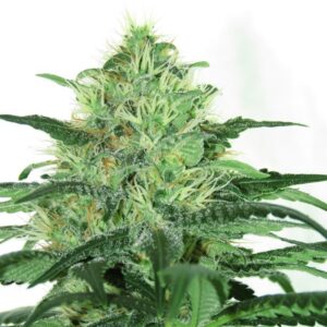 La Sideral de Ripper Seeds Son semillas de marihuana feminizadas que puedes comprar en nuestro grow shop online.