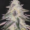 Medical Runntz de medical seeds son semillas de marihuana que puedes comprar en nuestro grow shop online al mejor precio.