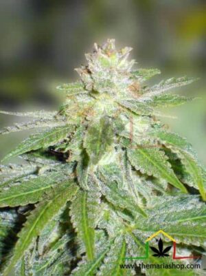 Devil Fruit de medical seeds son semillas de marihuana que puedes comprar en nuestro grow shop online al mejor precio.