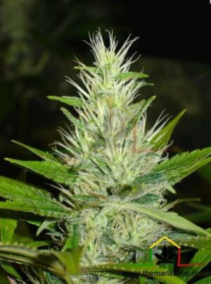 Malakoff de medical seeds son semillas de marihuana que puedes comprar en nuestro grow shop online al mejor precio.
