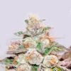 Mendocino Purple Kush de medical seeds son semillas de marihuana que puedes comprar en nuestro grow shop online al mejor precio.