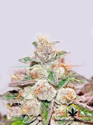 Mendocino Purple Kush de medical seeds son semillas de marihuana que puedes comprar en nuestro grow shop online al mejor precio.