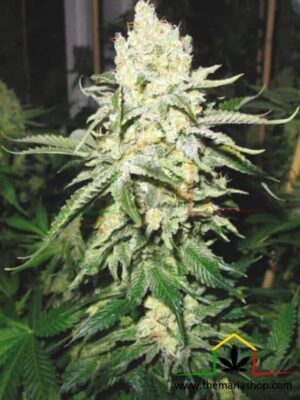 No Name de medical seeds son semillas de marihuana que puedes comprar en nuestro grow shop online al mejor precio.