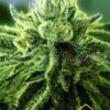 Canadian Kush 2.0 de medical seeds son semillas de marihuana que puedes comprar en nuestro grow shop online al mejor precio.