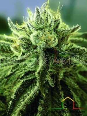 Canadian Kush 2.0 de medical seeds son semillas de marihuana que puedes comprar en nuestro grow shop online al mejor precio.