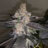 Gelato 242 de medical seeds son semillas de marihuana que puedes comprar en nuestro grow shop online al mejor precio.