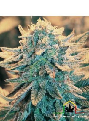 B-52 de Nirvana Seeds son semillas de marihuana feminizadas que puedes comprar en nuestro grow shop online themariashop.