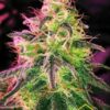 Black Jack de Nirvana Seeds son semillas de marihuana feminizadas que puedes comprar en nuestro grow shop online themariashop.