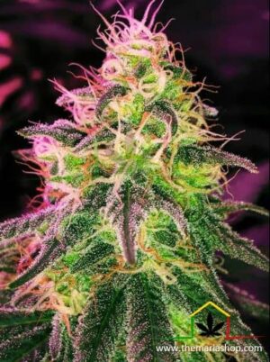 Black Jack de Nirvana Seeds son semillas de marihuana feminizadas que puedes comprar en nuestro grow shop online themariashop.