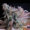Raspberry Cough de Nirvana Seeds son semillas de marihuana feminizadas que puedes comprar en nuestro grow shop online themariashop.