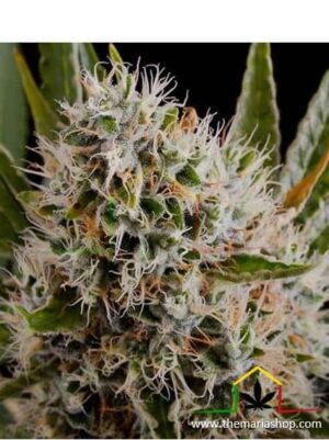 Lithium OG Kush de Nirvana Seeds son semillas de marihuana feminizadas que puedes comprar en nuestro grow shop online themariashop.