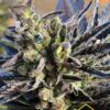 La K-2 de Nirvana Seeds son semillas de marihuana feminizadas que puedes comprar en nuestro grow shop online themariashop.