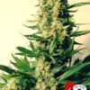 Critical #47 de Positronics, son semillas de marihuana feminizadas que puedes comprar en nuestro grow shop online.