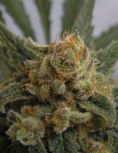 Grapegum de Ripper Seeds, son semillas de marihuana feminizadas que puedes comprar en nuestro grow shop online.
