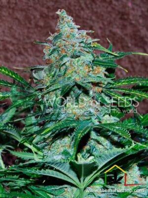 Amnesia Ryder de World of Seeds, son semillas de marihuana autoflorecientes feminizadas que puedes comprar en nuestro Grow Shop.