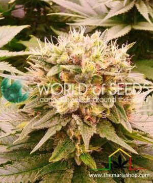 Harlequeen THC Free de World of Seeds, son semillas de marihuana CBD feminizadas que puedes comprar en nuestro Grow Shop.