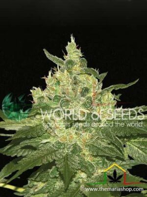 Afghan Kush Regular de World of Seeds, son semillas de marihuana regulares feminizadas que puedes comprar en nuestro Grow Shop.