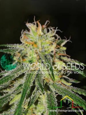 Amnesia Early Version de World of Seeds, son semillas de marihuana feminizadas que puedes comprar en nuestro Grow Shop.
