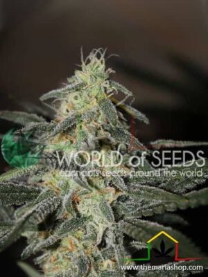 Northern Light x Big Bud Early Version de World of Seeds, son semillas de marihuana feminizadas que puedes comprar en nuestro Grow Shop.