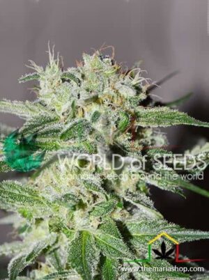 Pakistan Valley Early Version de World of Seeds, son semillas de marihuana feminizadas que puedes comprar en nuestro Grow Shop.