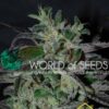 Strawberry Blue Early Version de World of Seeds, son semillas de marihuana feminizadas que puedes comprar en nuestro Grow Shop.