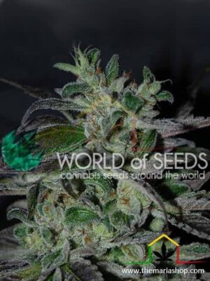 Strawberry Blue Early Version de World of Seeds, son semillas de marihuana feminizadas que puedes comprar en nuestro Grow Shop.
