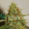 Wild Thailand Ryder de World of Seeds, son semillas de marihuana autoflorecientes que puedes comprar en nuestro Grow Shop.