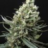 Ripper Haze de Ripper Seeds, son semillas de marihuana feminizadas que puedes comprar en nuestro grow shop online.