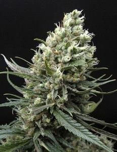 Ripper Haze de Ripper Seeds, son semillas de marihuana feminizadas que puedes comprar en nuestro grow shop online.